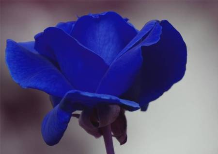 Una rosa azul